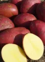 КАРТОФЕЛЬ МАЯК (0,02 г)