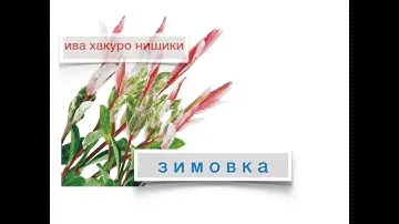 Ива Хакуро нишики. Подготовка к зиме