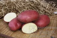 Картофель Маяк Э (1 кг)
