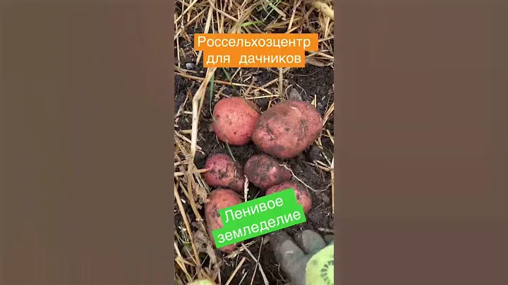 Картофель под соломой. Минимум трудовых затрат.Агроном плохого не посоветует. Россельхозцентр.