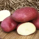 Картофель семенной Маяк