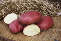 Картофель Маяк Э (1 кг)