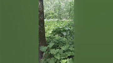 V00616 105051 Дубовая роща Маяк  во всей красе