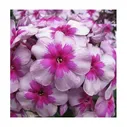 Флокс метельчатый Старый Маяк Phlox paniculata Р8