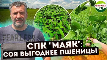 СПК Маяк: Соя выгоднее пшеницы