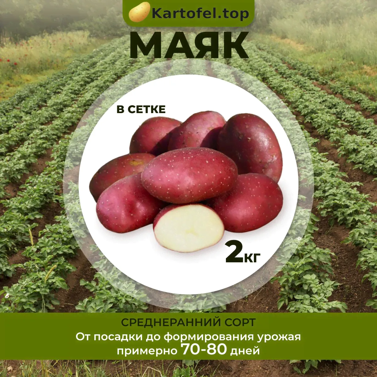 Картофель семенной "Маяк" элита (2 кг) / саженцы / клубни-0