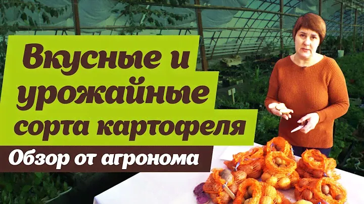Какие сорта картофеля выбрать. Советы агронома
