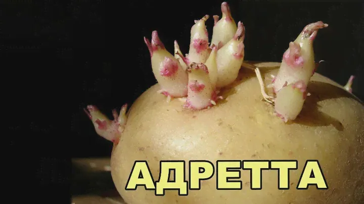 Купить Семенной Картофель Адретта Почтой