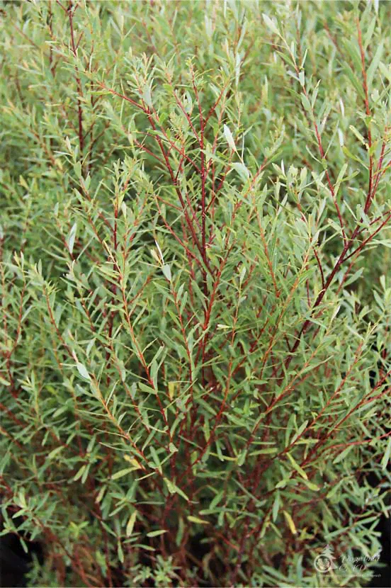 Ива пурпурная Salix purpurea Маяк-0