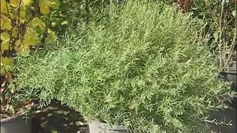 Ива пурпурная (Salix purpurea)