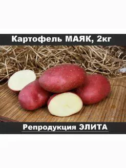 Семенной картофель Маяк, картофель семена, клубни, 2кг Баба Зина-0