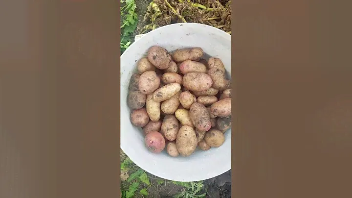 Американка. Картофель эталонного вкуса